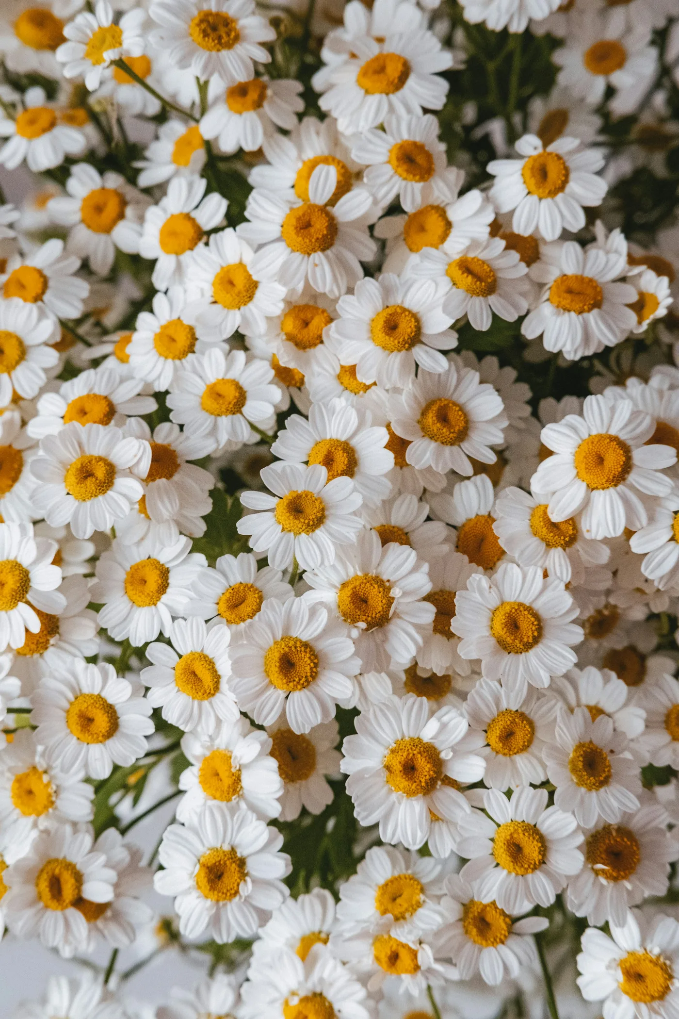 Chamomile Relax tea