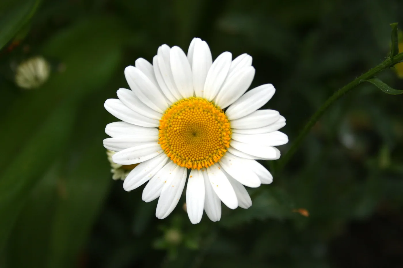 Chamomile Relax detail 3