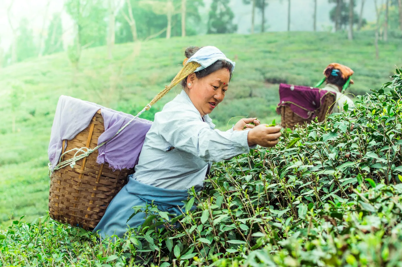 Darjeeling Black tea
