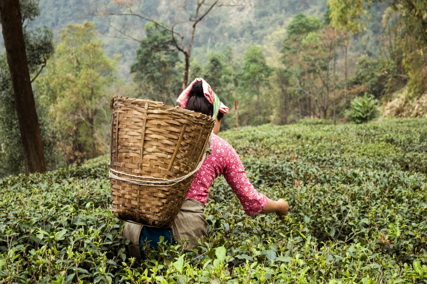Darjeeling Black detail 3