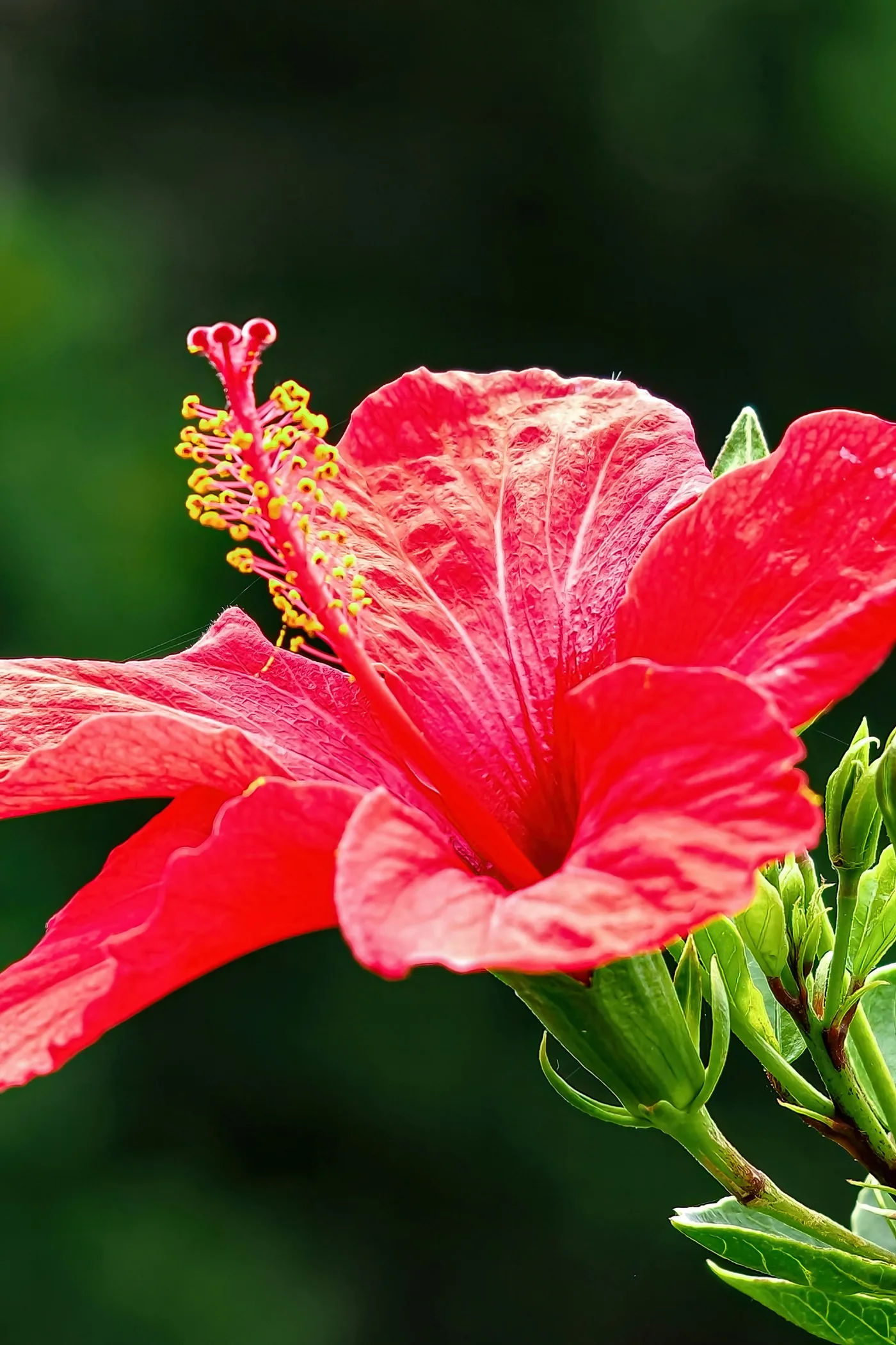 Red Hibiscus detail 2