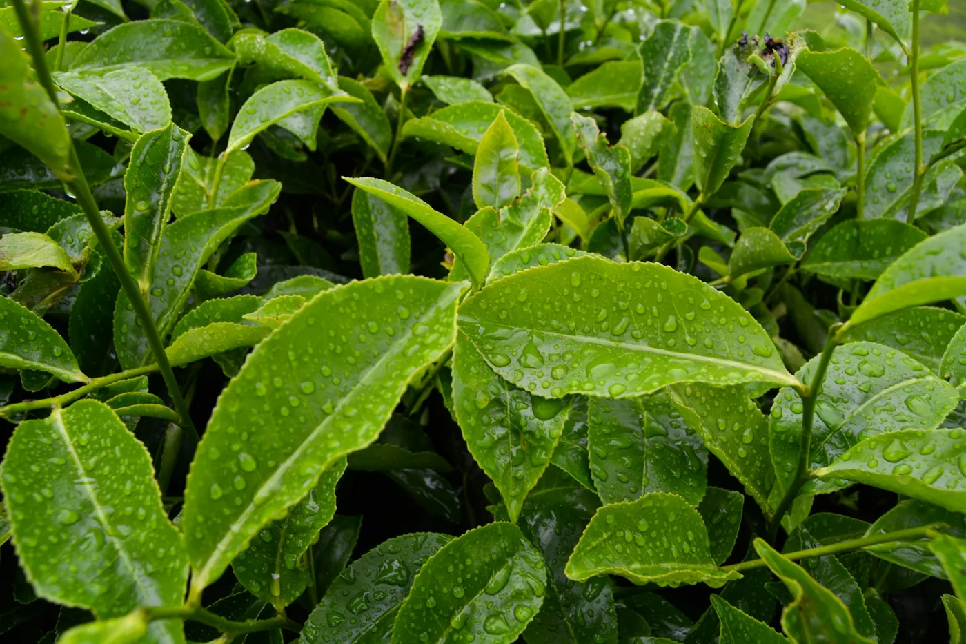 Organic Green detail 1