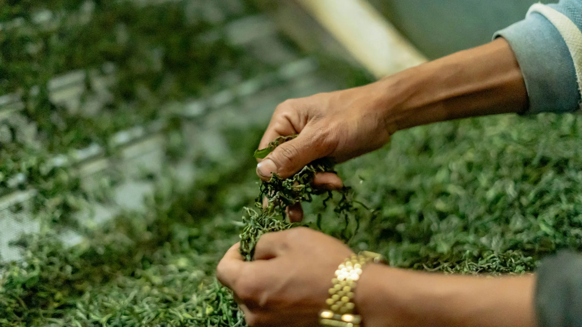 Hands plucking fresh tea leaves