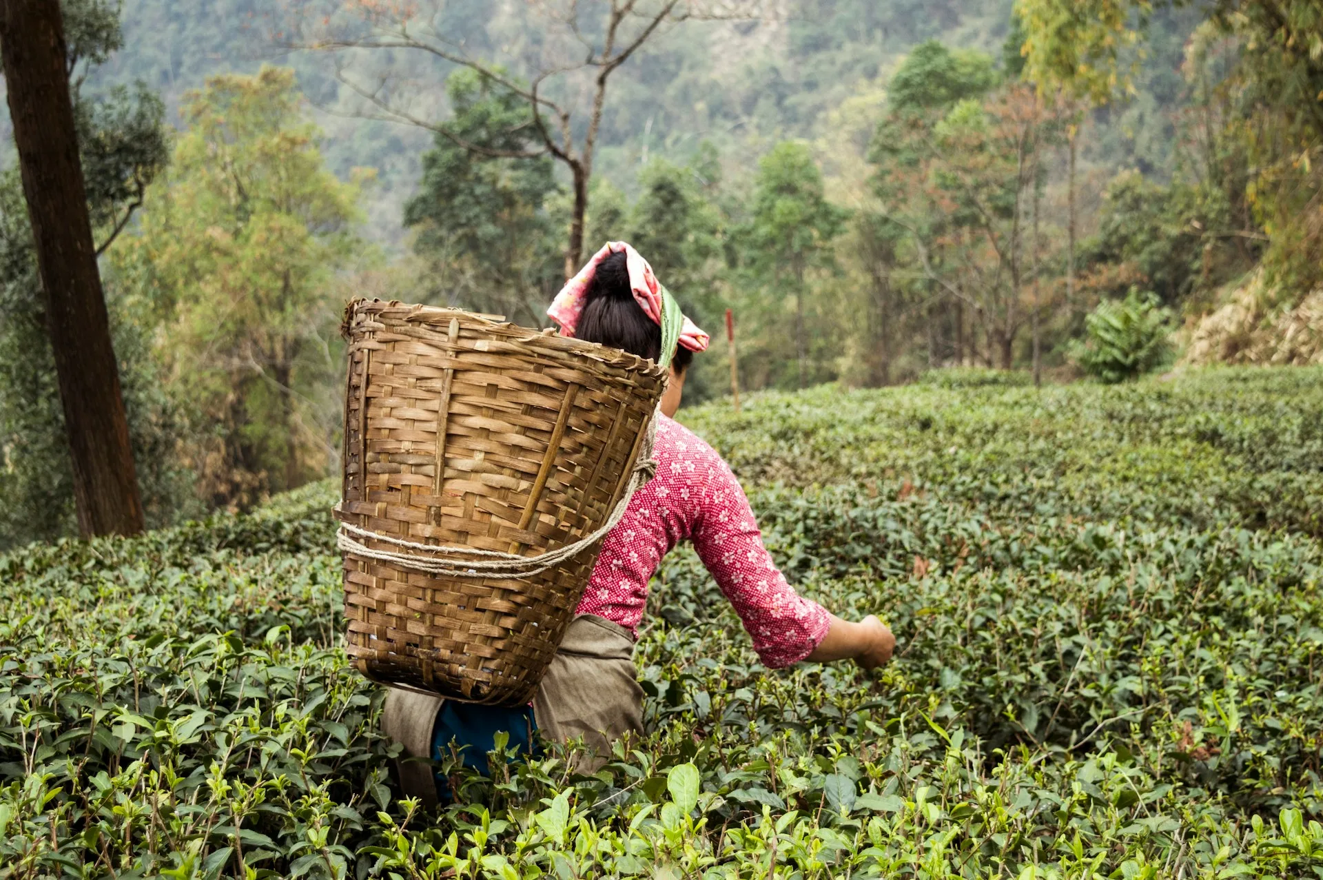 Tea picker in the hills of Nepal