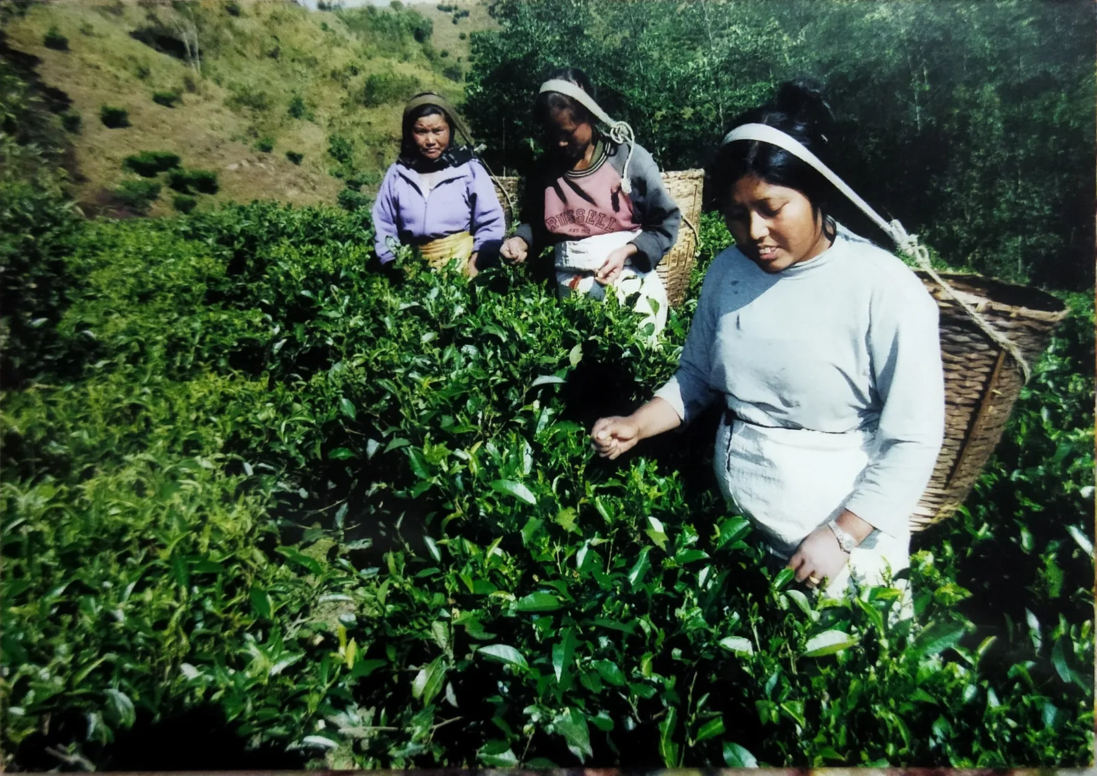Three pickers among the tea bushes