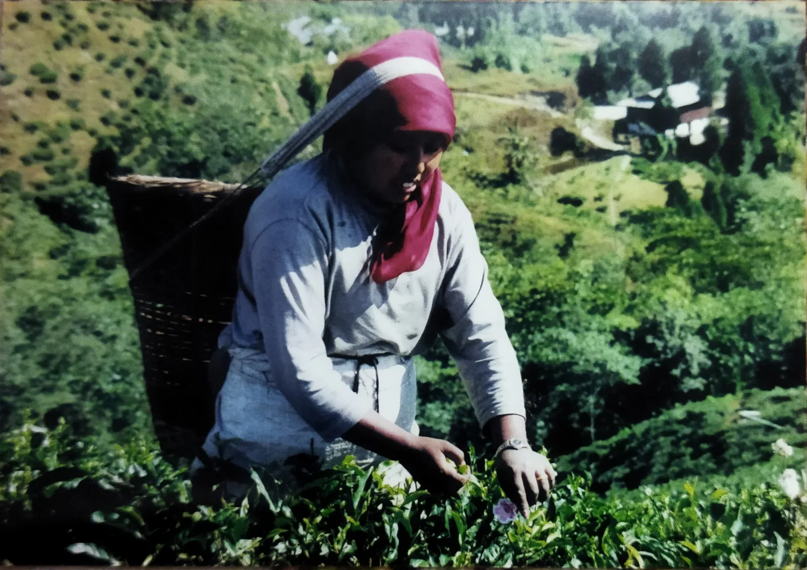 A tea picker with a basket in the hills