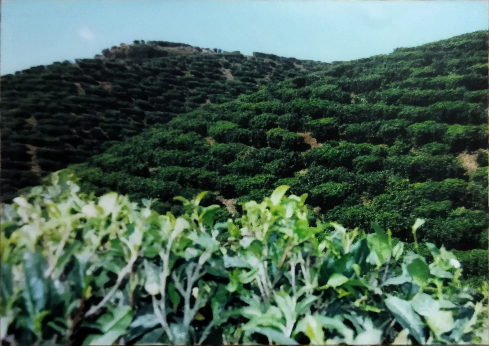 Terraced tea hillside