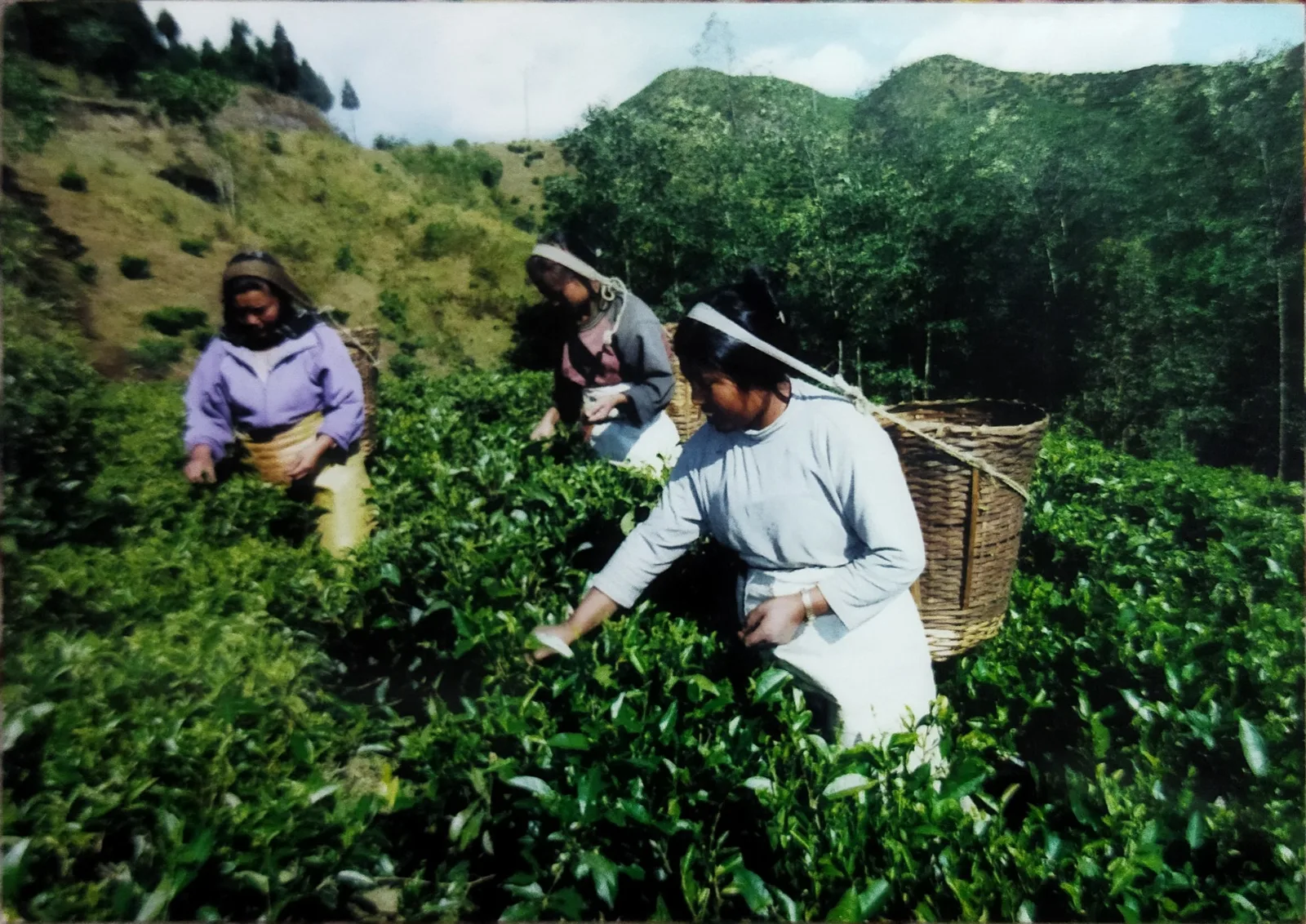 Pickers harvesting tea leaves