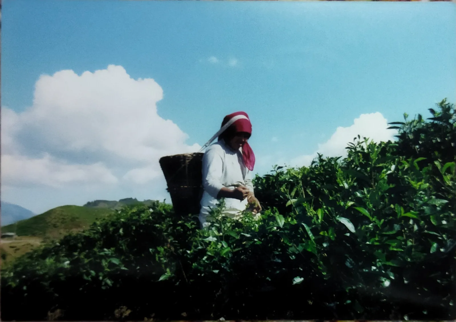 Picker beneath a bright sky